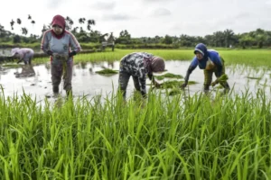Denda Alih Fungsi Sawah: Aturan Baru & Dampaknya di 2026