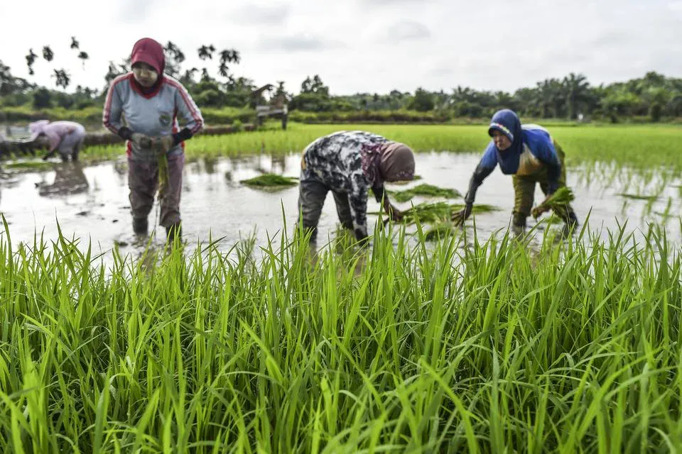 Denda Alih Fungsi Sawah: Aturan Baru & Dampaknya di 2026