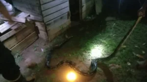 Evakuasi Ular Sidoarjo: Warga Kemiri Lega Kandang Ayam Aman