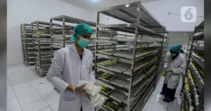 Harga Tahu Bandung Naik! Ini Biang Keroknya - Info 2026