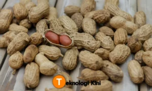 Kacang Tanah: 11 Manfaat Dahsyat untuk Kesehatan 2026