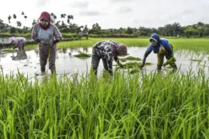 Lahan Sawah Dilindungi - Pemerintah Tetapkan 6,5 Juta Hektare