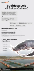 Lele Atasi Sampah? Jakarta Barat Galakkan Budidaya!