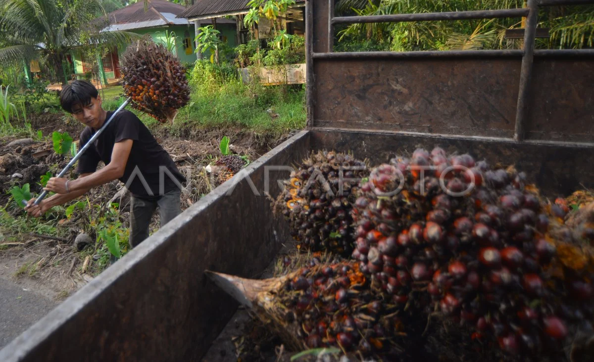 Solar Tak Impor Lagi! - Ini Bukti Hilirisasi Sawit Sukses