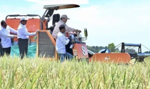 Stok Beras Tinggi: Indonesia Cetak Rekor Baru!