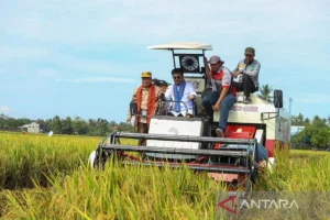 Surplus Beras 2026: RI Optimis Hadapi El Nino, Produksi Aman!