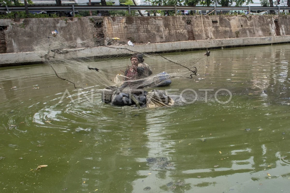 Invasi Ikan Sapu-sapu Ancam Sungai Jakarta, Ini Kata Dinas!