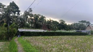 Jaringan Narkoba N CO Living Bali: Kronologi Lengkap & Data Terkini 2026