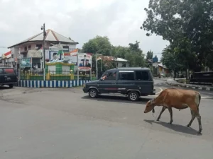 Kecelakaan Truk Maut di Dompu: 2 Tewas, Sapi Berhamburan!