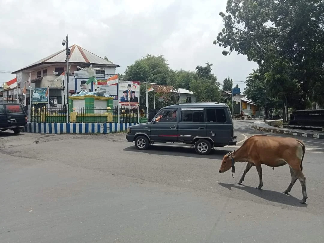 Kecelakaan Truk Maut di Dompu: 2 Tewas, Sapi Berhamburan!