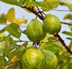 Khasiat Daun Jambu Biji: 11 Manfaat & Cara Olah Alami