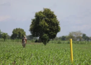 LP2B Kediri Aman? Proyek Tol Picu Penggantian Lahan Produktif