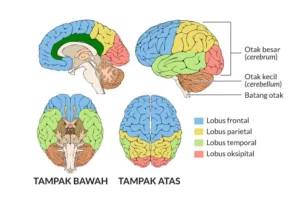 Paranoia: Amigdala dan Logika yang 'Dibajak' di Otak