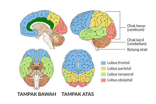 Paranoia: Amigdala dan Logika yang 'Dibajak' di Otak
