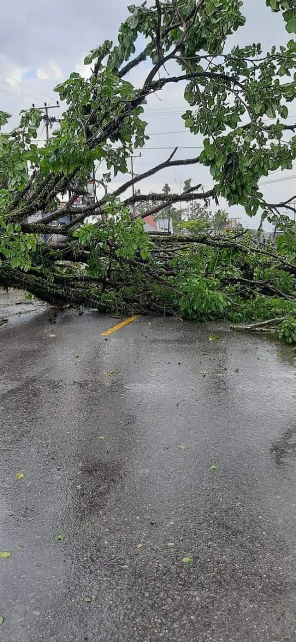 Pohon Tumbang Jagorawi - Macet Parah, Ini Update Terbaru 2026!