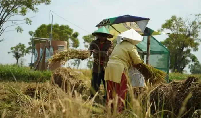 Syarat Pengajuan KUR Pertanian 2026 Plafon Rp 300 Triliun